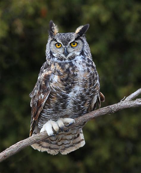 Great Horned Owl Alchetron The Free Social Encyclopedia