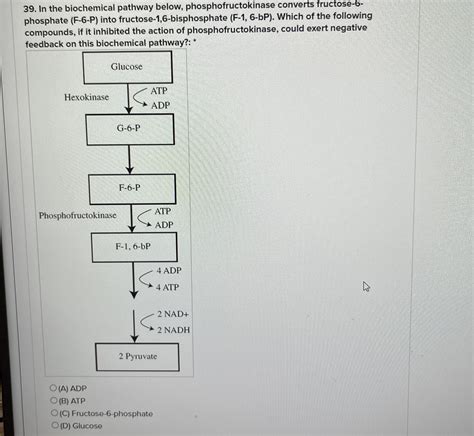 Solved In The Biochemical Pathway Below Phosphofructokin