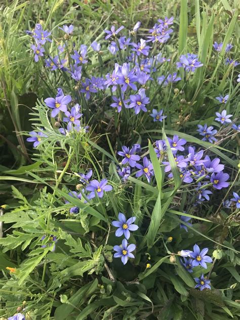 Blue Eyed Grasses From Bay City TX US On April 4 2021 At 04 38 PM By