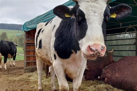 Weidezelt für unsere Rinder Heimathelden brauchen Möglichmacher