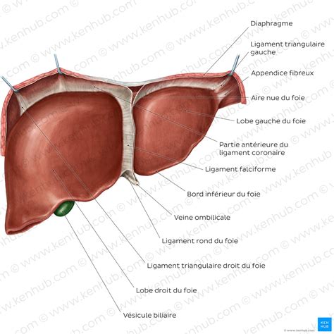 Foie et vésicule biliaire Anatomie localisation et fon Kenhub