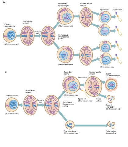 5 2 Principals Of Inheritance Production Of Sex Cells And Inheritance Of Human Traits