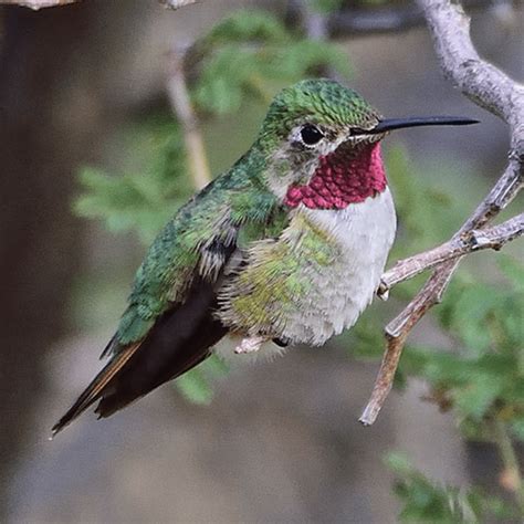 Broad Tailed Hummingbird Pajarito Environmental Education Center