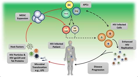 Expansion Of Mdscs And The Pathogenesis Of Hiv Infection Upon Hiv