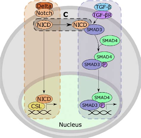 An Example Of Activating Crosstalk A The Notch Signaling Pathway