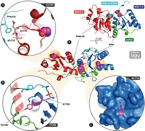 Structural Analysis Of Missense Variants Lying In The Brca Brct