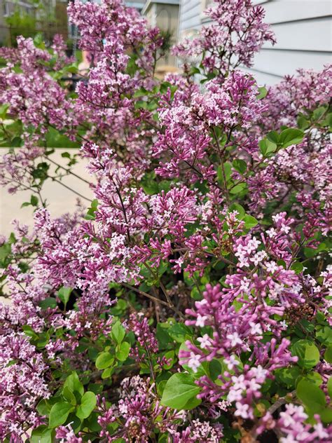 japanese dwarf lilac bush : r/BotanicalPorn