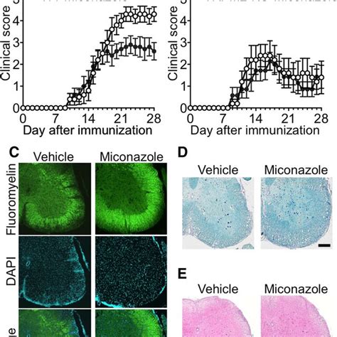 Pharmacological Blockade Of TRPM2 Prevents EAE Development A B Mean