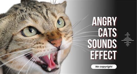 30 minute timer different angry cats sounds effect - free |Sounds that ...