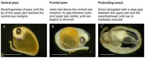 Snout formation. Descriptions of the three stages of the... | Download ...