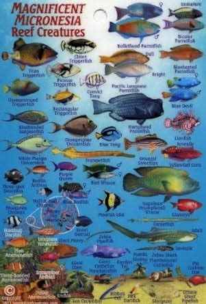 Micronesia Coral Reef Creatures Guide Franko Maps Laminated Fish Card 4