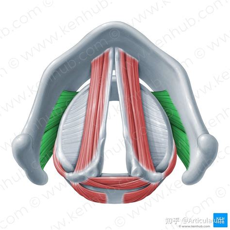 音高和语音产出的喉部解剖学基础 知乎