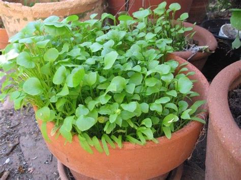 Miners Lettuce Seeds Claytonia Perfoliata Cold Hardy Salad Greens