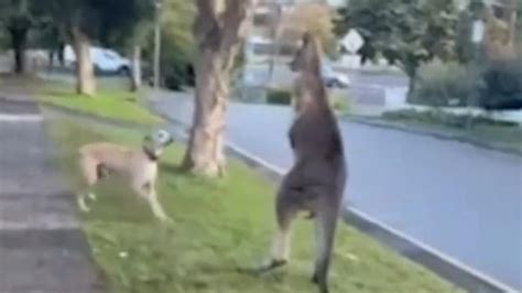 Kangaroo versus dog in Upwey being investigated by the Conservation ...