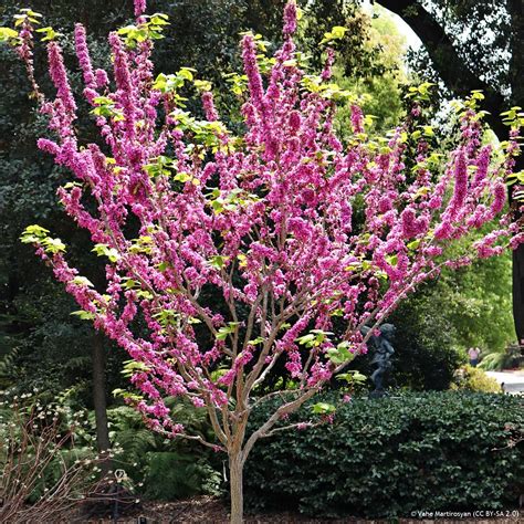 Cercis Chinensis Avondale 10ltr Bunkers Hill Plant Nursery