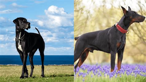 Great Dane vs Doberman: Which Large Dog Is Right for You?