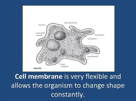 The organelles and their functions of the Amoeba