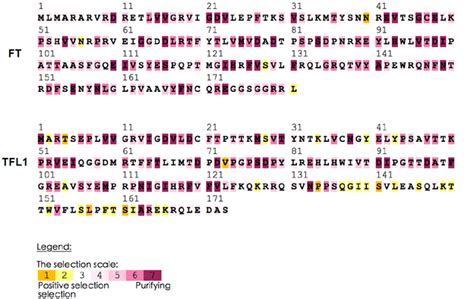 Selective Pressure Analysis Of FT And TFL1 Lineage Genes Identied