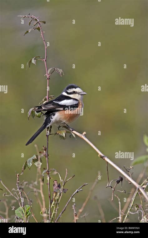 Masked Shrike Lanius Nubicus Adult Male Perched On Roadside