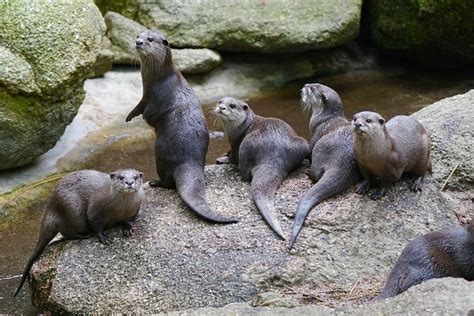 Otter Experience At Melbourne Zoo