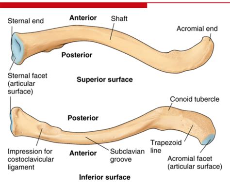 Bones And Joints Of The Upper Limb Flashcards Quizlet