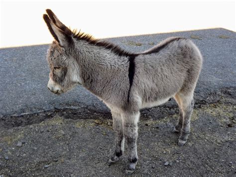 Adorable burros seek, sow wild oats in Oatman | AZ Wonders