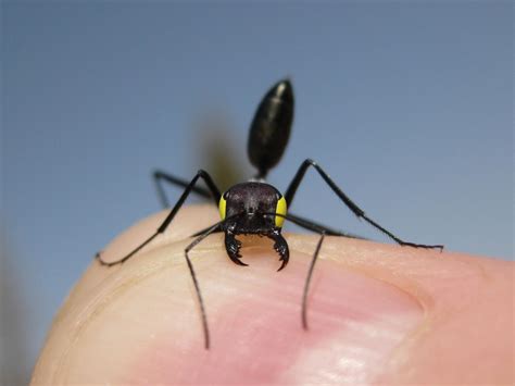 Desert ants found to have dual navigation systems