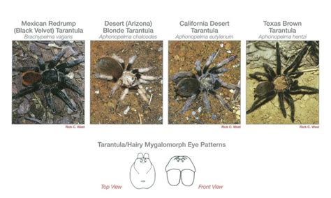 Spider Identification Guide Pestnet Spider Identification Flower Crab Spider