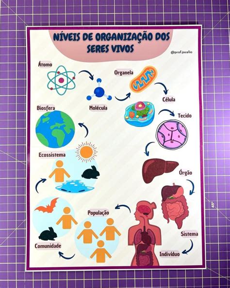 Niveis De Organização Dos Seres Vivos Resumo