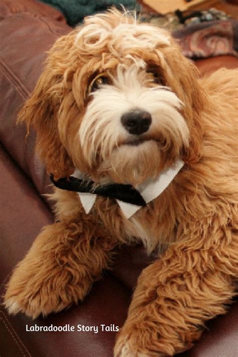 Labradoodle Puppies For Sale Labradoodle Breeders Australian