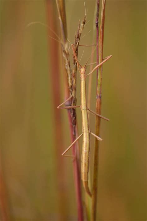 INS005 00008 Joel Sartore