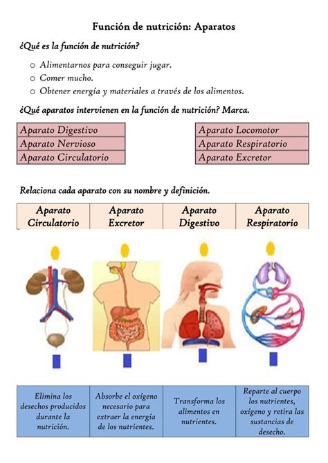 Ficha Online De La Funci N De Nutrici N Para Cuarto De Primaria Puedes