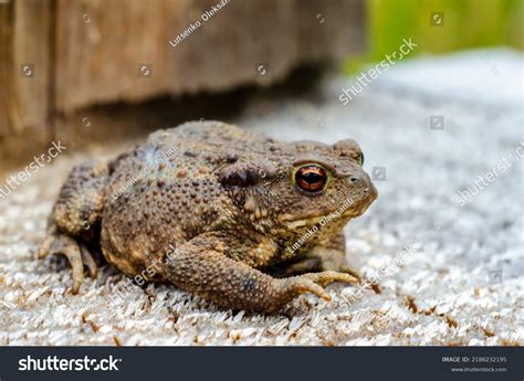 The Common Toad European Toad Or In Anglophone Parts Of Europe Simply