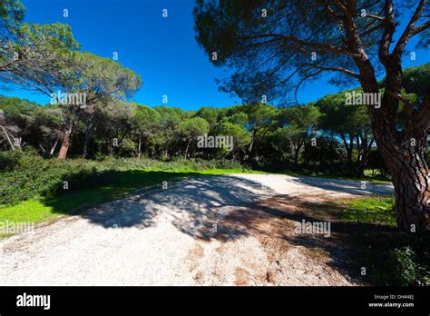 Forest in Israel Stock Photo - Alamy