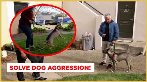 What Does An Aggressive Dog Look Like 