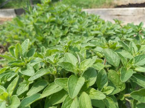 Culinary Herbs Sowing Seeds Nursery