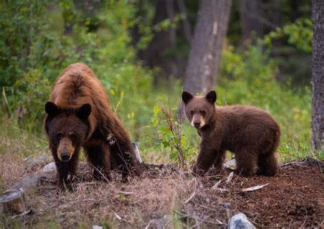 Which State Has the Largest Bear Population? - LargestandBiggest.com