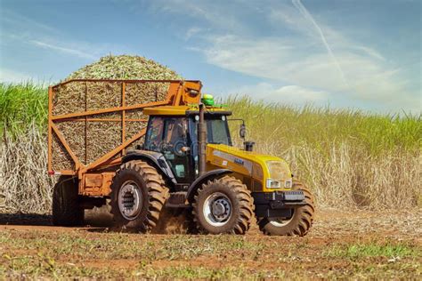 Machine Harvesting Sugar Cane Plantation Editorial Photo - Image of ...