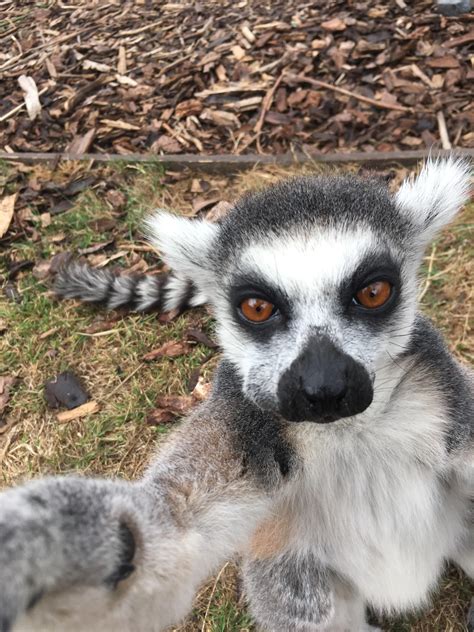 Lemur Selfie Raww