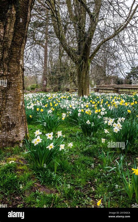 Daffodils Bloom In Worden Park Leyland Lancashire Stock Photo Alamy