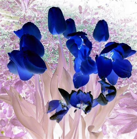 Magical Flower I I Photograph by Orphelia Aristal - Fine Art America