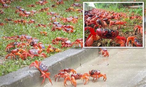 Millions of Red Crabs Create River of Red as They Begin Annual ...