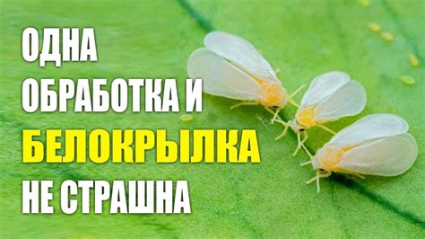 Как избавиться от белокрылки ЗА ОДИН РАЗ. Белокрылка методы борьбы ...