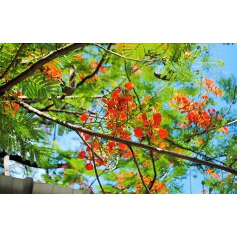 Red Caballero Tree Dwarf 8 Seeds Shopee Philippines