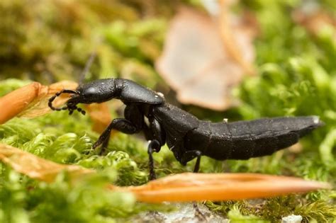 Lutte Biologique Au Jardin Et Au Potager Les Insectes Auxiliaires Artofit