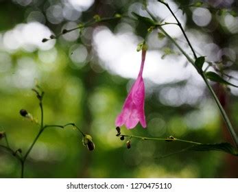 114 Poor Man S Orchid Images Stock Photos Vectors Shutterstock