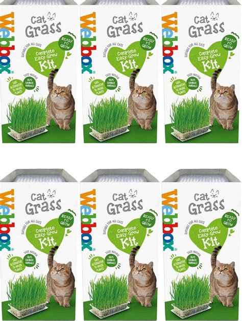 Howsehold Cat Grass Kit For Indoor Cats [6 Pack] Webbox Cat Grass Complete Easy Grow Kit With