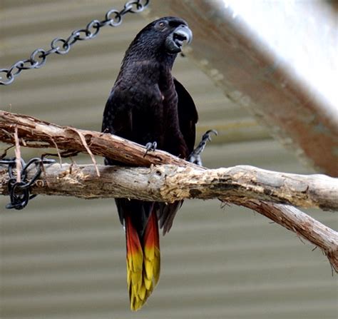 18 Jenis Burung Nuri Yang Bisa Bicara Dilindungi Dan Tidak Dilindungi