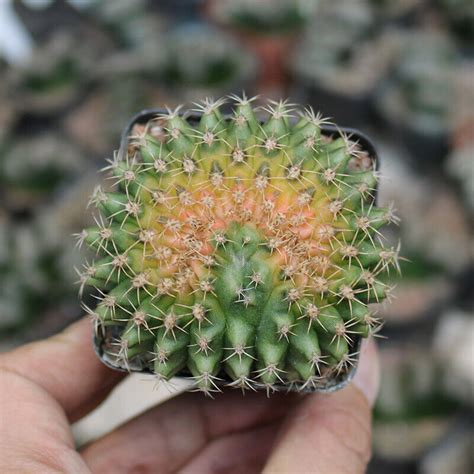 Cm Succulent Cactus Live Plant Gymnocalycium Anisitsii Cristata