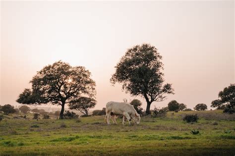 Paisaje De La Dehesa Extreme A En Una Finca Repleta De Encinas Vacas Y